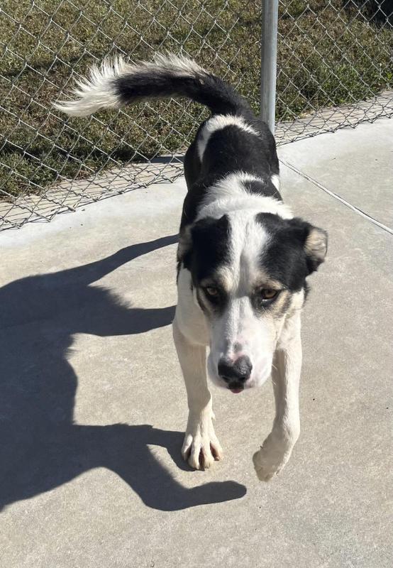 Enlarge Kobe, a Adoptable mixed breed in Burgaw, NC image 2/6