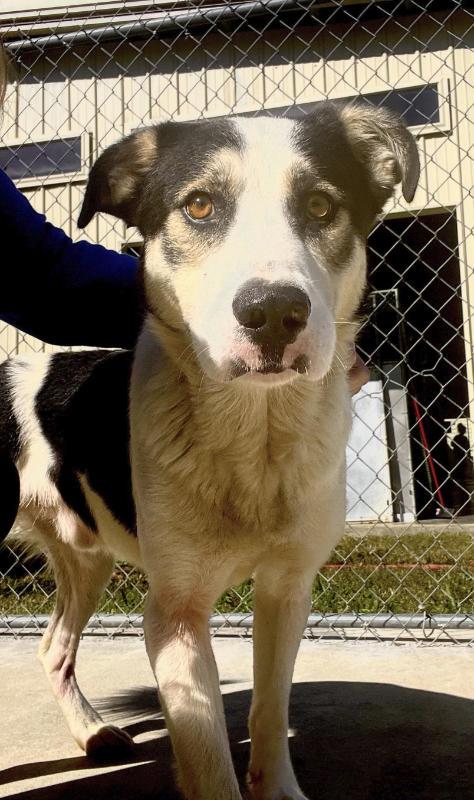 Enlarge Kobe, a Adoptable mixed breed in Burgaw, NC image 3/6