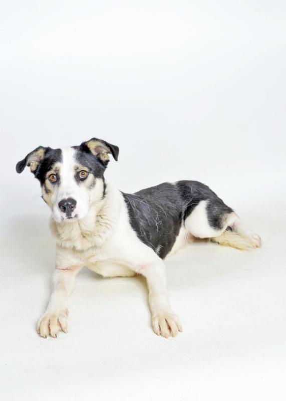 Enlarge Kobe, a Adoptable mixed breed in Burgaw, NC image 4/6