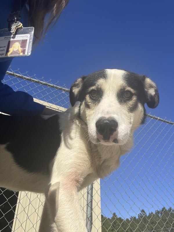 Enlarge Kobe, a Adoptable mixed breed in Burgaw, NC image 6/6