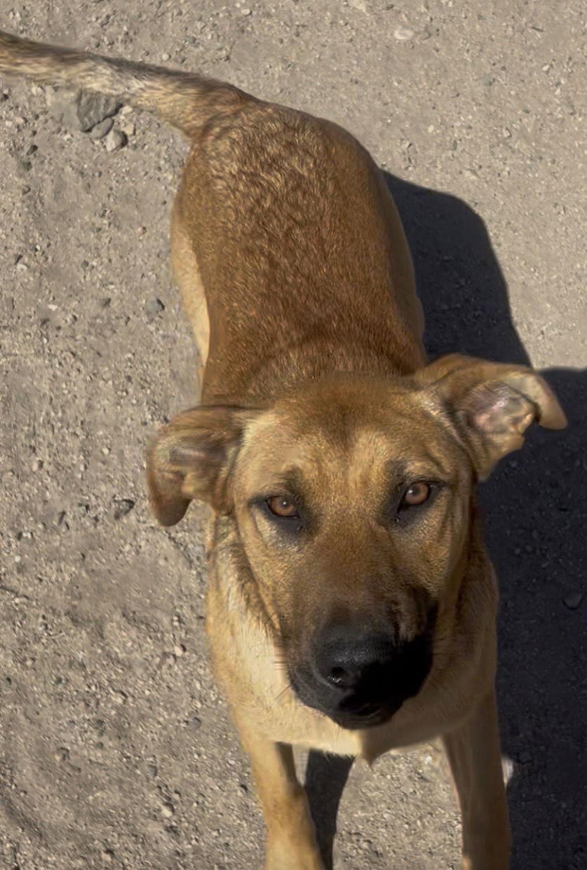 Enlarge Jan, a Adoptable mixed breed in Rancho Cucamonga, CA image 1/1