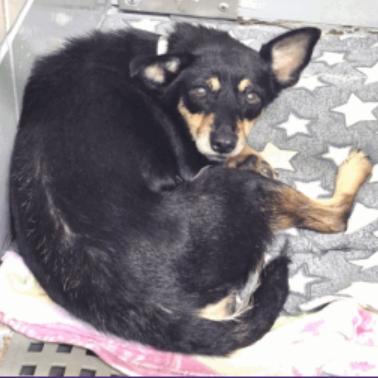 Enlarge Naomi, a Adoptable Chihuahua in Katy, TX image 1/6