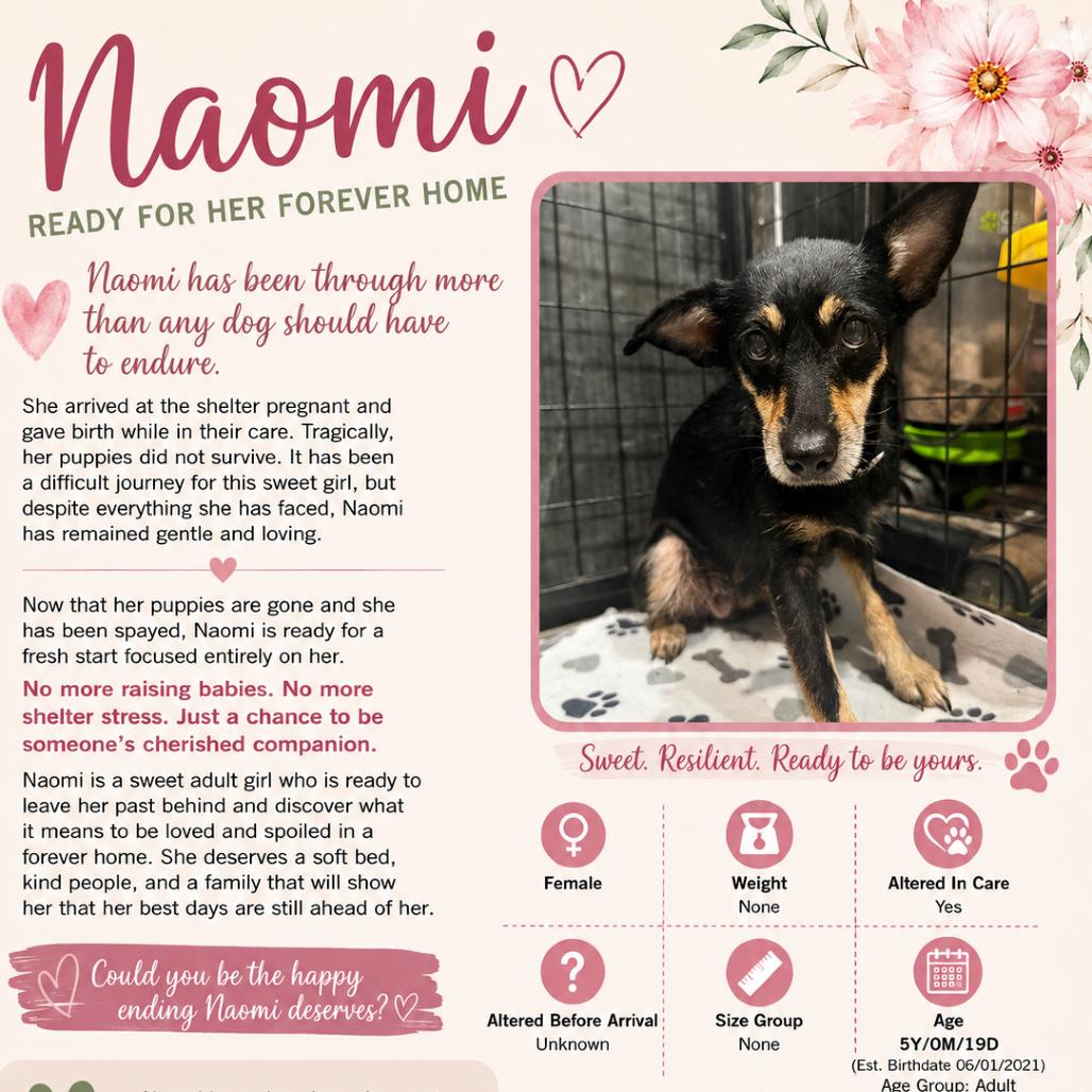 Enlarge Naomi, a Adoptable Chihuahua in Katy, TX image 2/6