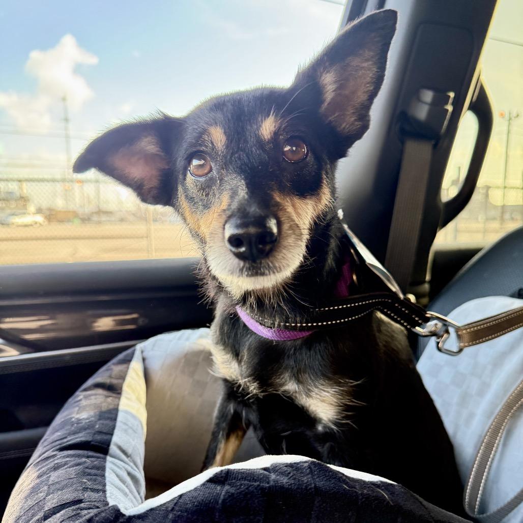 Enlarge Naomi, a Adoptable Chihuahua in Katy, TX image 3/6