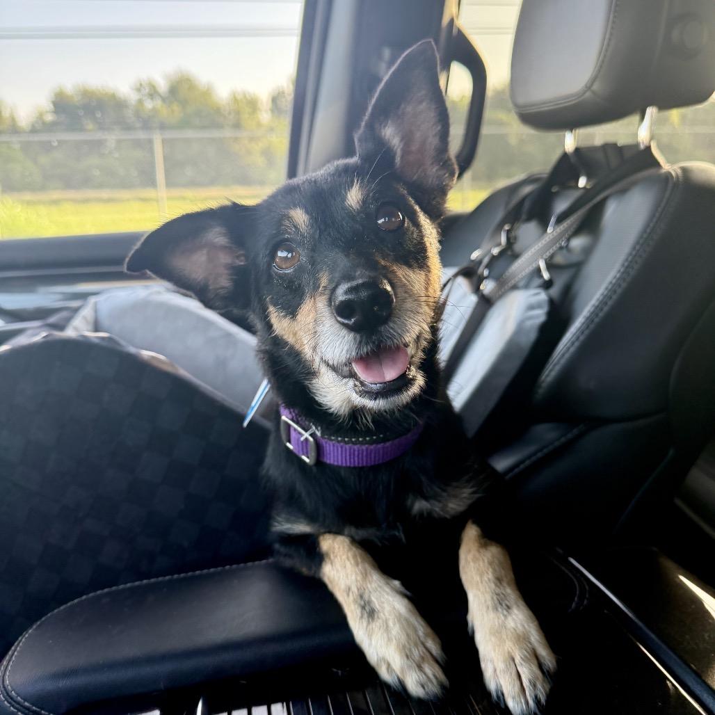 Enlarge Naomi, a Adoptable Chihuahua in Katy, TX image 4/6