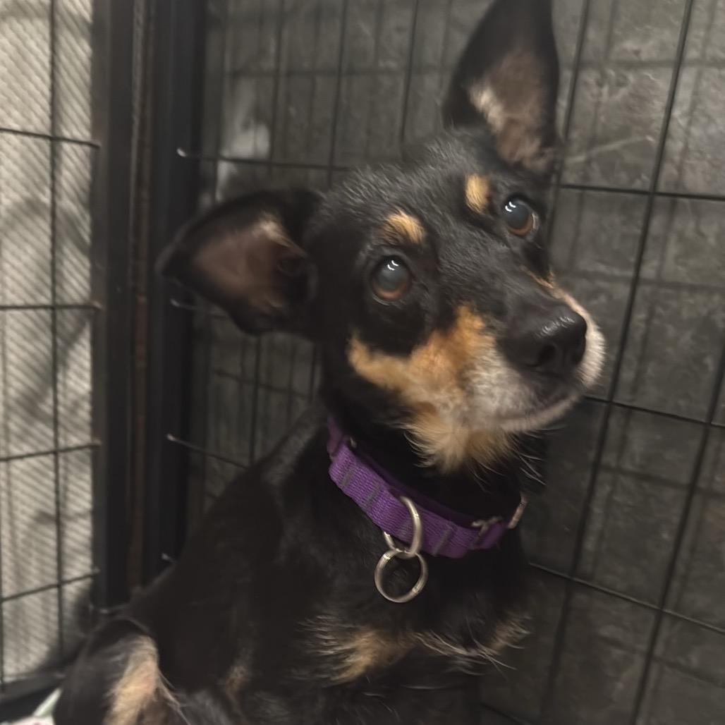 Enlarge Naomi, a Adoptable Chihuahua in Katy, TX image 5/6