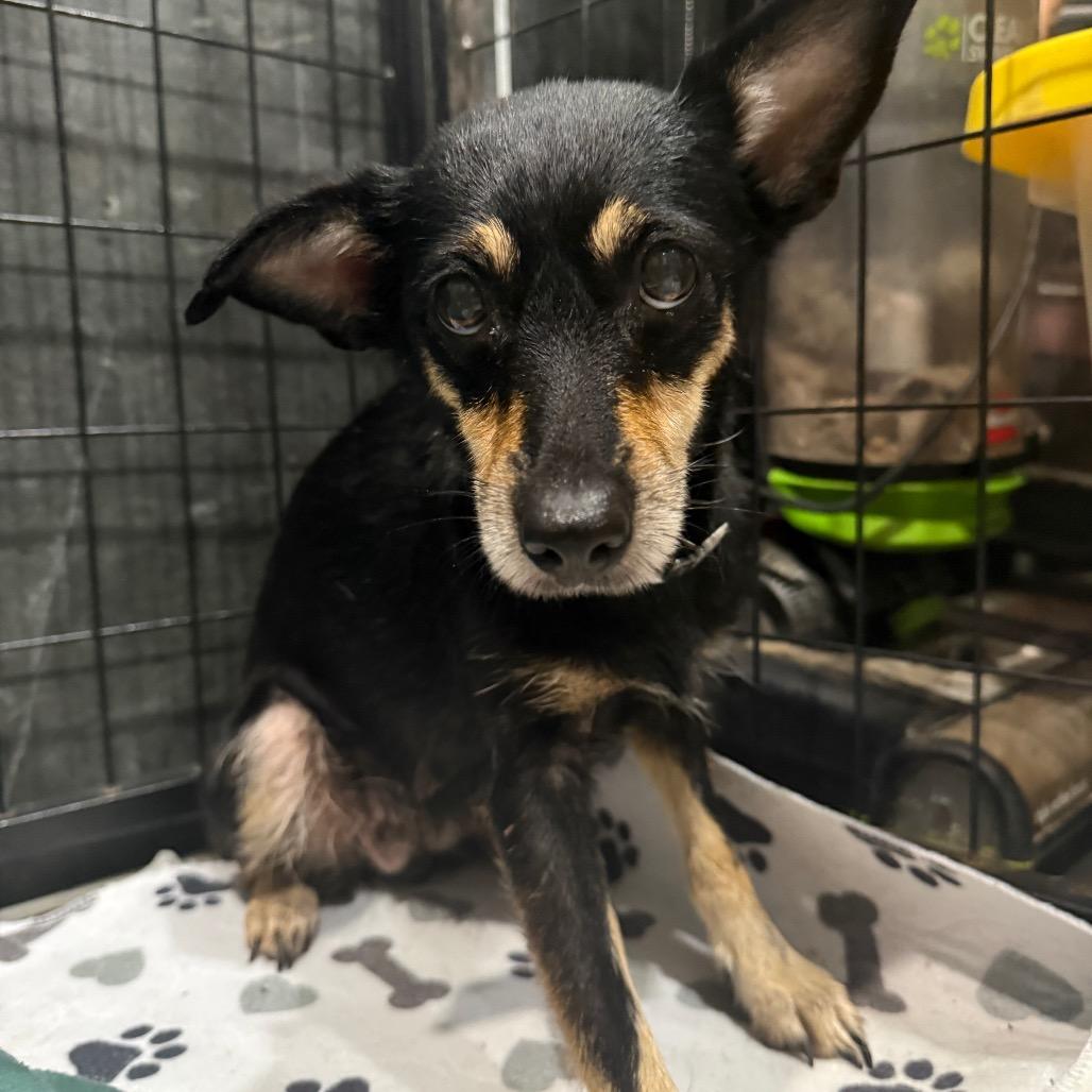 Enlarge Naomi, a Adoptable Chihuahua in Katy, TX image 6/6