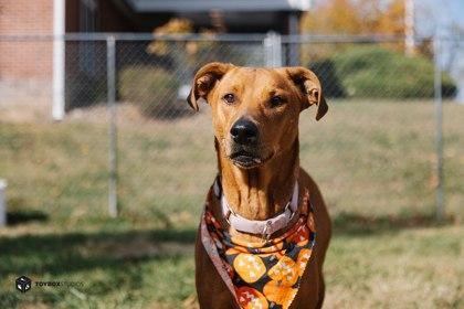 Ginger, Adoptable, Adult Female Mixed Breed & Mixed Breed.