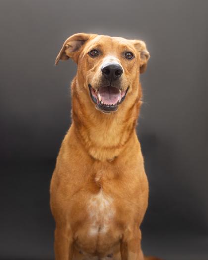 Ginger, a Adoptable Mixed Breed in Winchester, VA image 1/3
