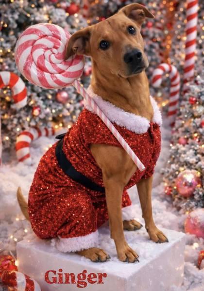 Ginger, a Adoptable Mixed Breed in Winchester, VA image 3/3