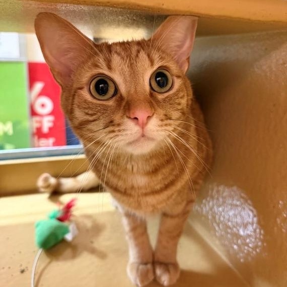 Chuy, Adoptable, Adult Male Domestic Short Hair.