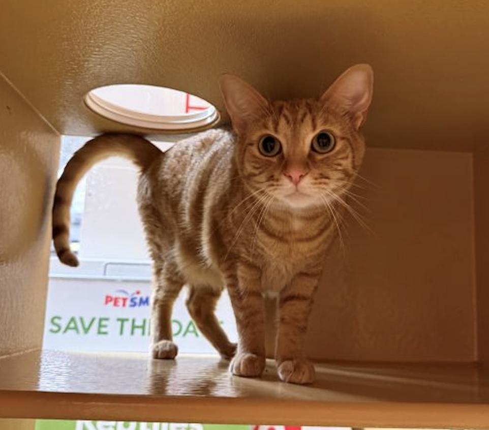 Enlarge Chuy, a Adoptable Domestic Short Hair in Clayton, NC image 2/3