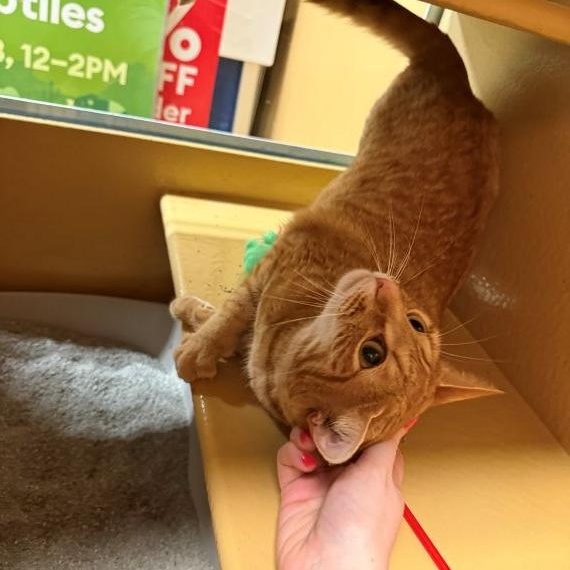 Enlarge Chuy, a Adoptable Domestic Short Hair in Clayton, NC image 3/3