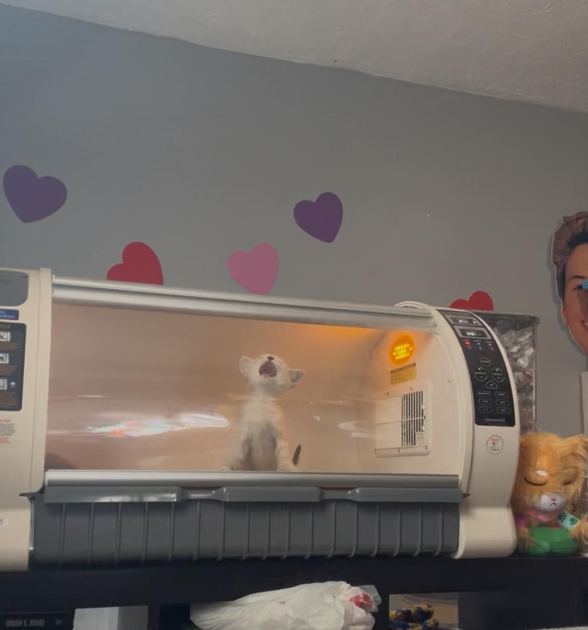 Honey Honey, a Adoptable mixed breed in Midvale, UT image 5/5