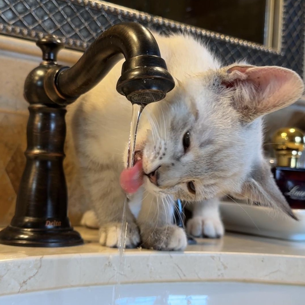 Honey Honey, Adoptable, Kitten Male Siamese & Domestic Short Hair.