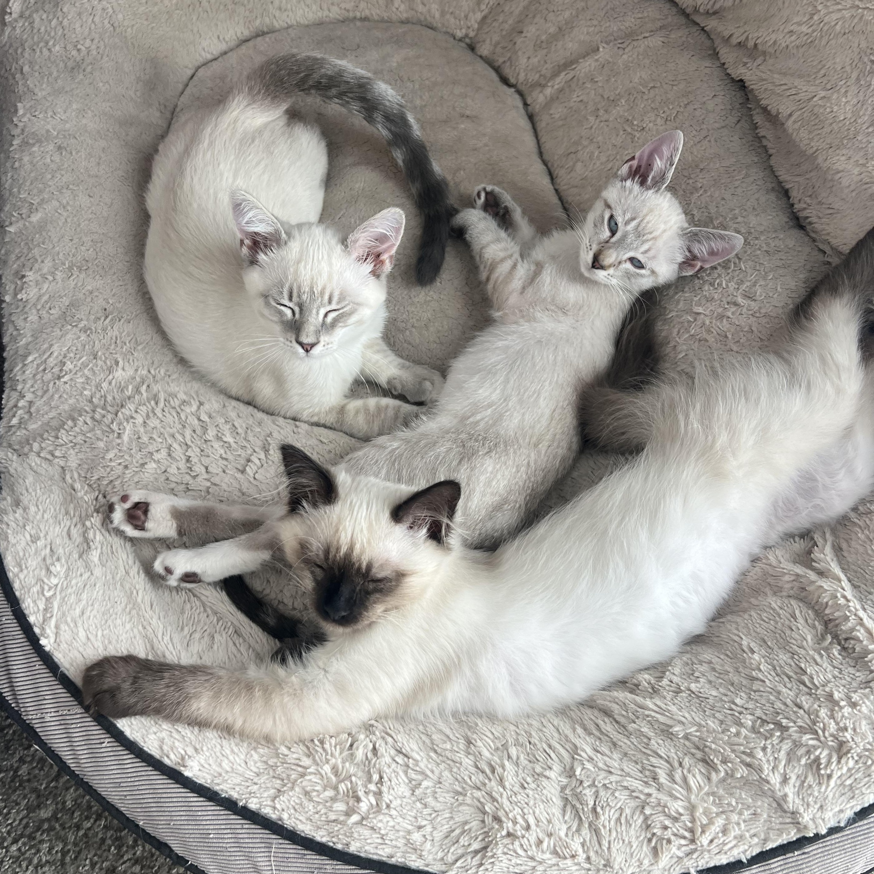 Honey Honey, a Adoptable mixed breed in Midvale, UT image 4/5