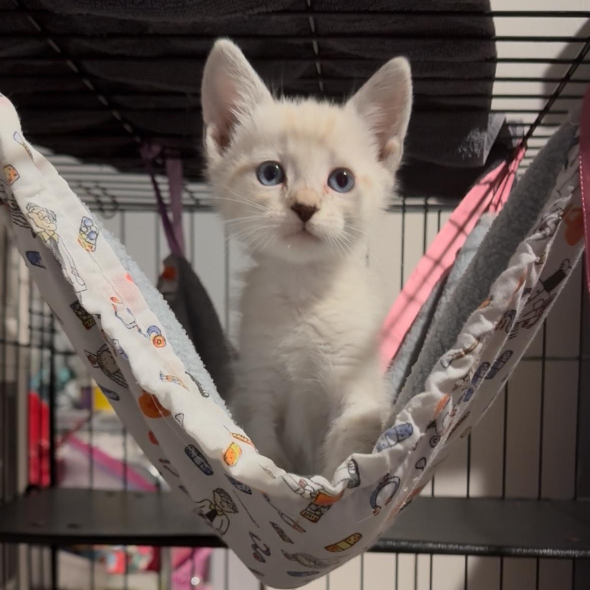 Honey Honey, a Adoptable mixed breed in Midvale, UT image 3/5