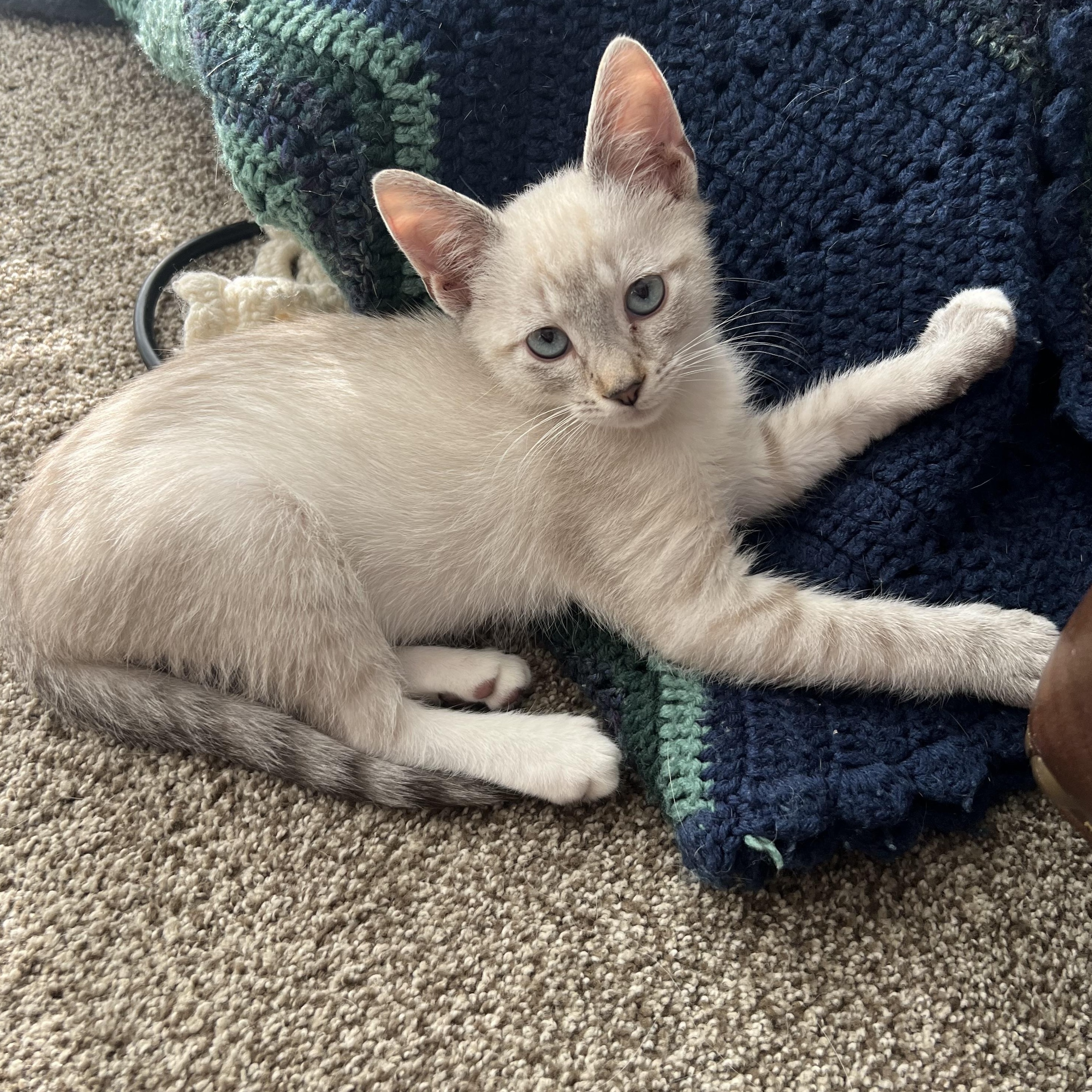 Honey Honey, a Adoptable mixed breed in Midvale, UT image 2/5