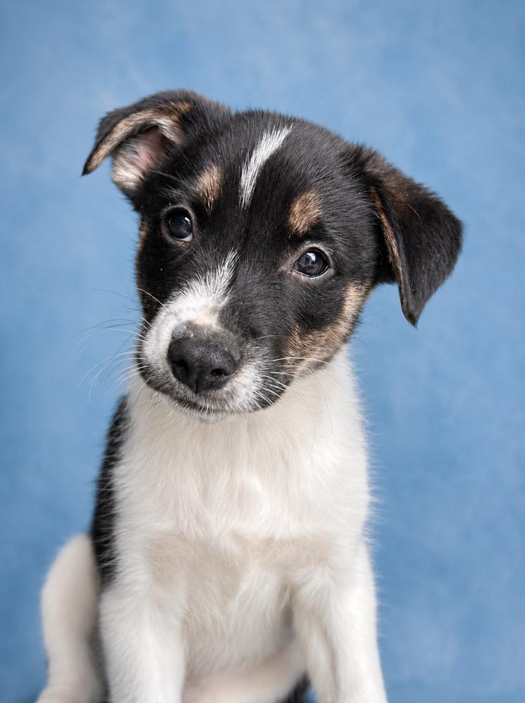 Charlie, a Adoptable mixed breed in Jefferson Hills, PA image 1/2