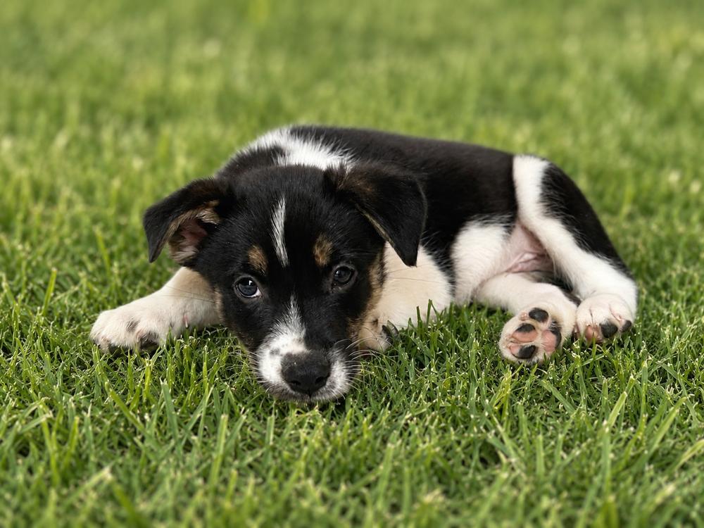 Charlie, a Adoptable mixed breed in Jefferson Hills, PA image 2/2