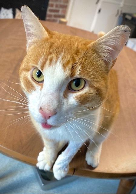 Luciano, Adoptable, Adult Male Domestic Short Hair.