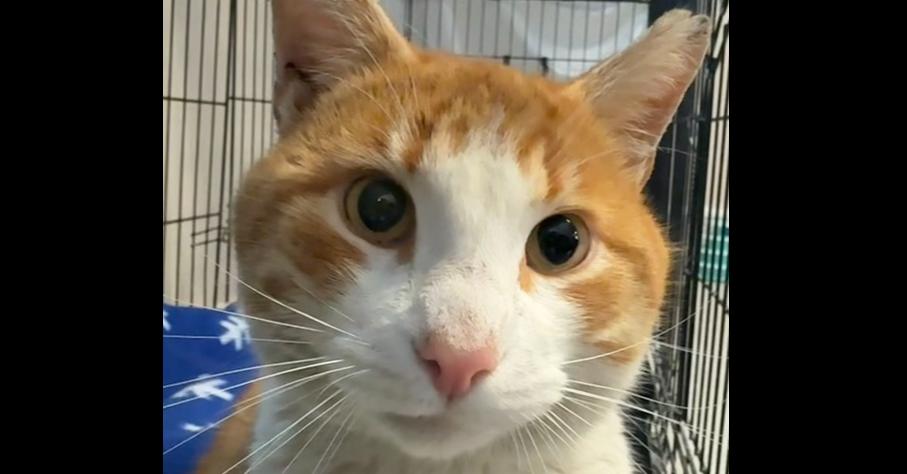 Enlarge Luciano, a Adoptable Domestic Short Hair in Duxbury, MA image 2/3