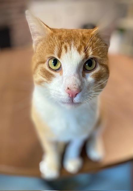 Enlarge Luciano, a Adoptable Domestic Short Hair in Duxbury, MA image 3/3