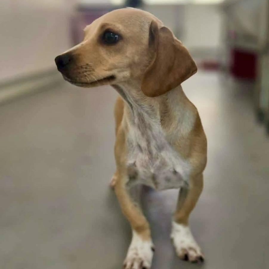 Enlarge Taco, a Adoptable mixed breed in Portland, ME image 5/6