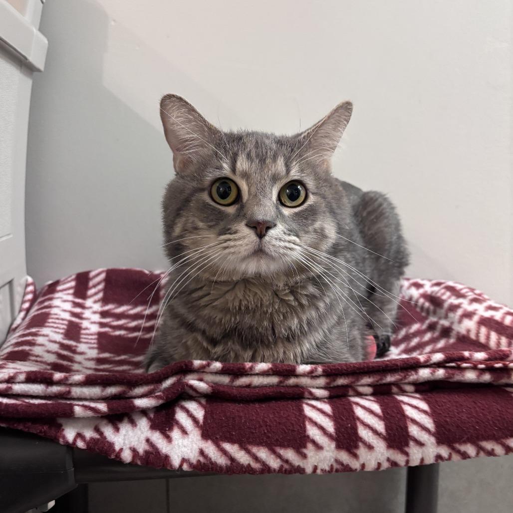 Kitty, Adoptable, Adult Male Domestic Short Hair.