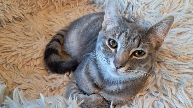 Hildy, Adoptable, Young Female Domestic Short Hair.