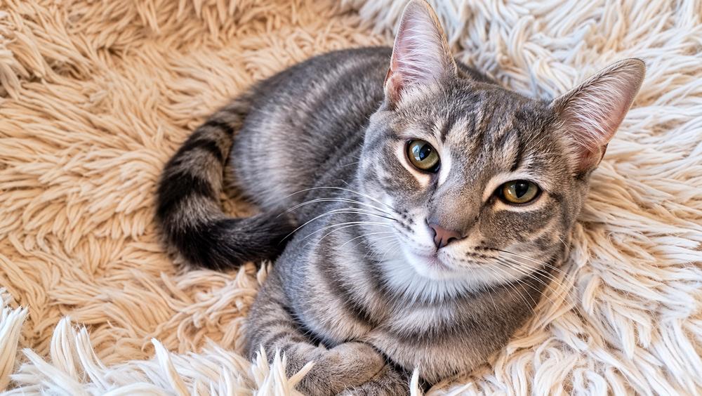 Enlarge Hildy, a Adoptable Domestic Short Hair in Saint Augustine, FL image 2/2