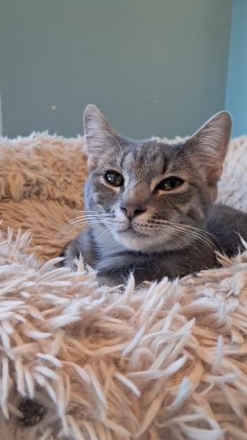 Hildy, a Adoptable Domestic Short Hair in Saint Augustine, FL image 2/2