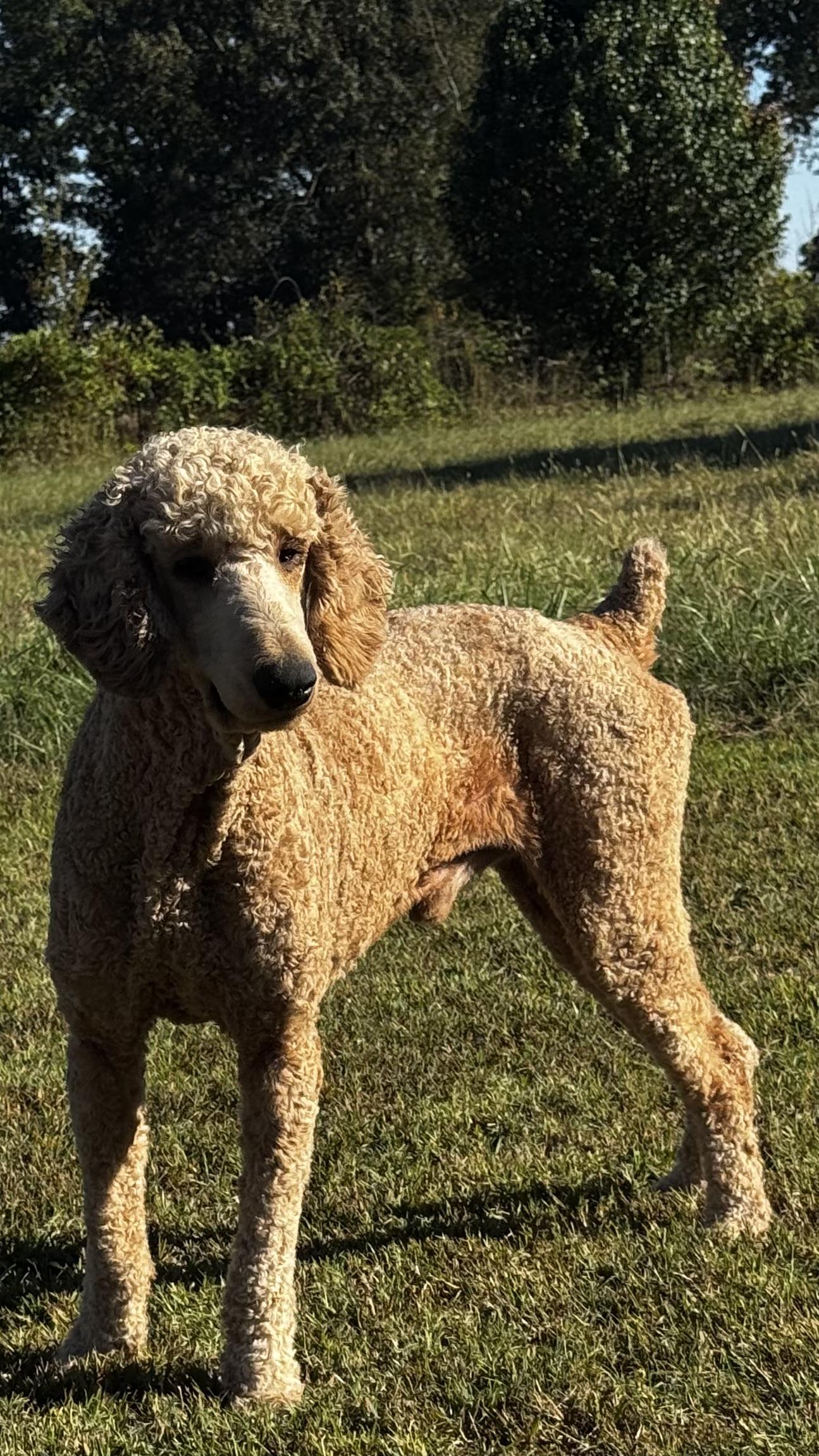 Enlarge Sam, a Adoptable Standard Poodle in Woodlawn, TN image 1/2
