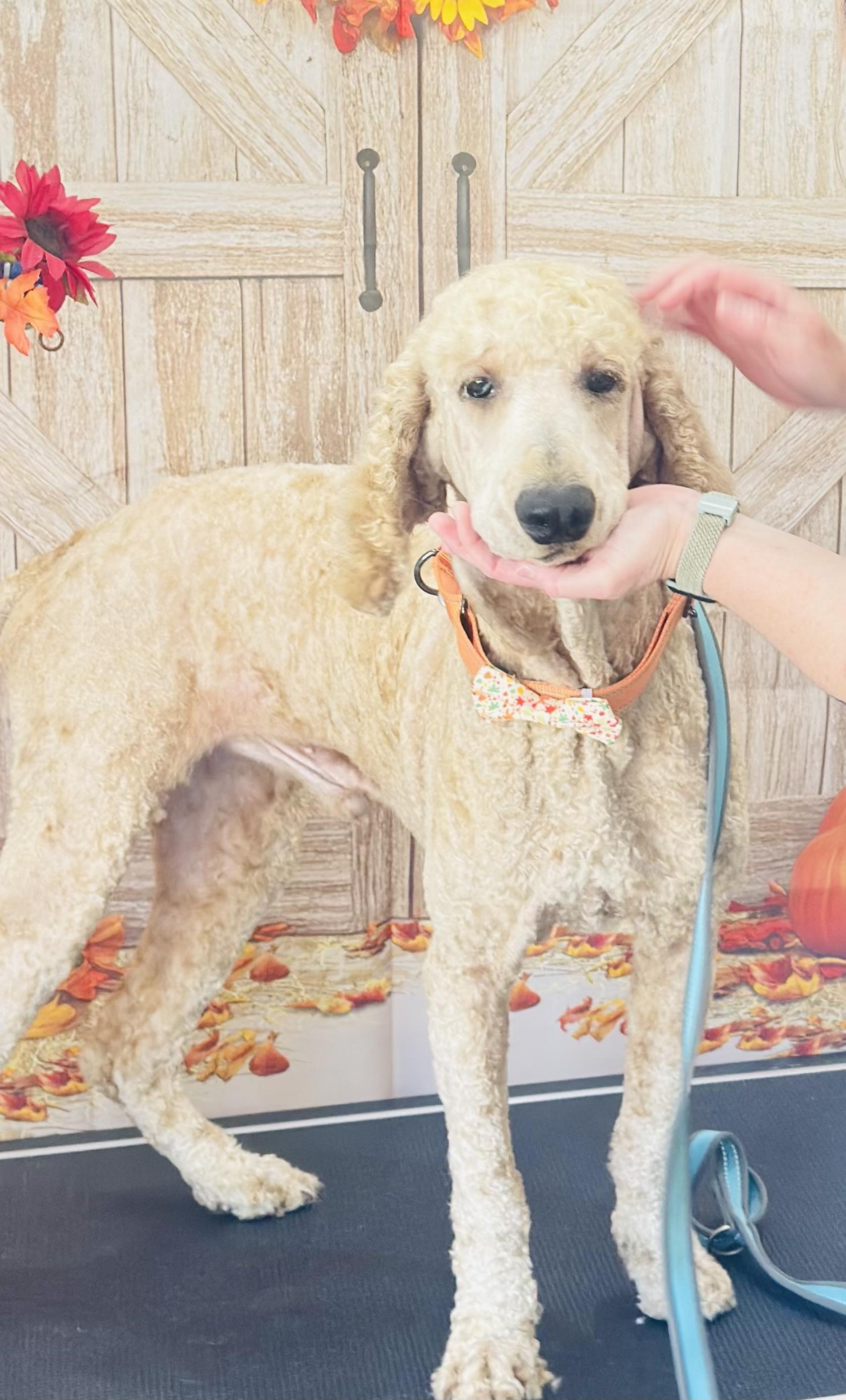 Enlarge Sam, a Adoptable Standard Poodle in Woodlawn, TN image 2/2
