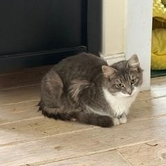 Enlarge Belgian Ale (AKA Ginny), a Adoptable Domestic Medium Hair in Richmond, VA image 4/5