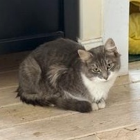 Enlarge Belgian Ale (AKA Ginny), a Adoptable Domestic Medium Hair in Richmond, VA image 2/5