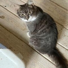 Enlarge Belgian Ale (AKA Ginny), a Adoptable Domestic Medium Hair in Richmond, VA image 5/5