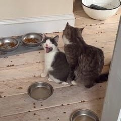 Enlarge Belgian Ale (AKA Ginny), a Adoptable Domestic Medium Hair in Richmond, VA image 3/5