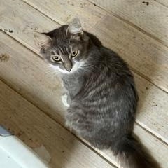 Enlarge Belgian Ale (AKA Ginny), a Adoptable Domestic Medium Hair in Richmond, VA image 1/5