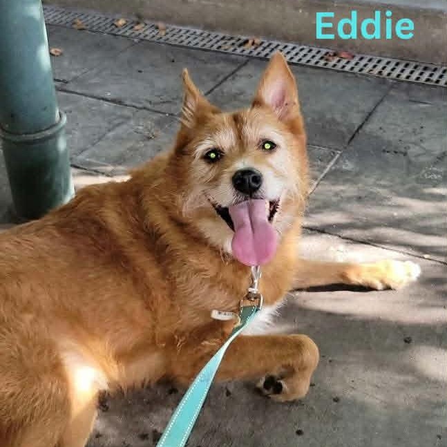 EDDIE, a Adoptable mixed breed in Madisonville, LA image 1/6