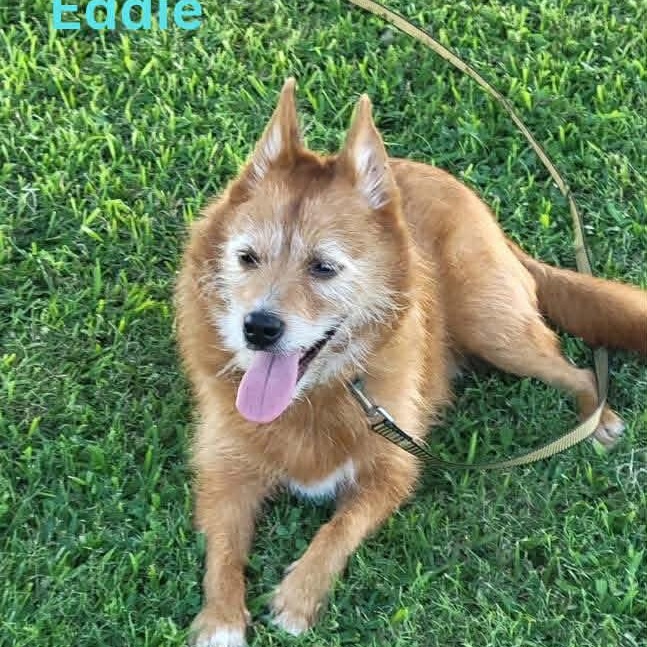 EDDIE, a Adoptable mixed breed in Madisonville, LA image 3/6