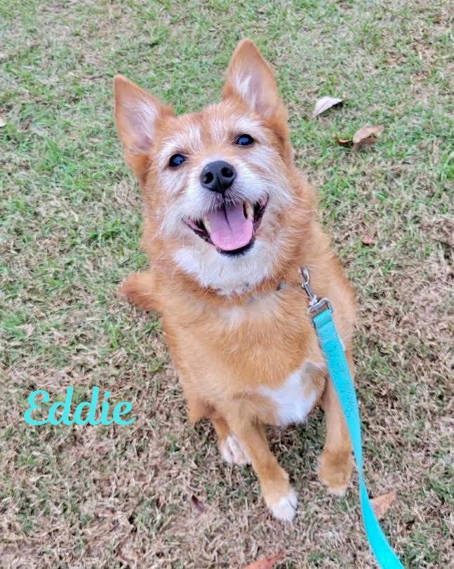 EDDIE, Adoptable, Adult Male Norwich Terrier & Terrier.