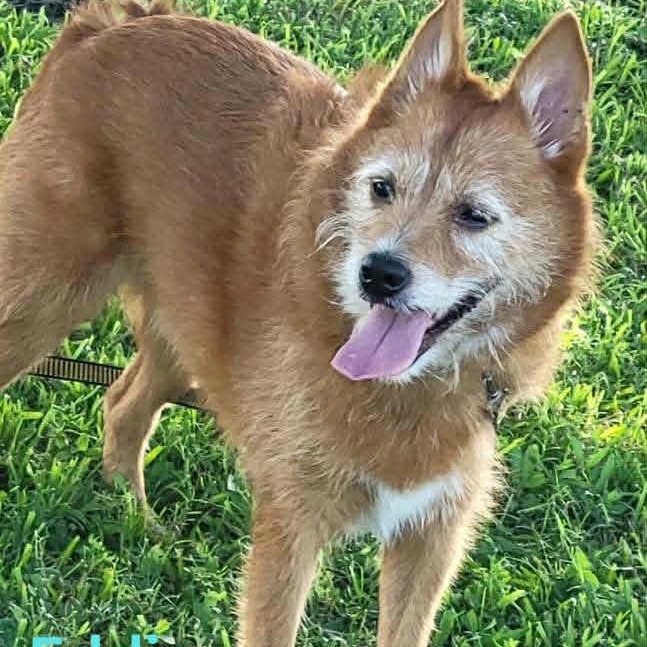 EDDIE, a Adoptable mixed breed in Madisonville, LA image 4/6