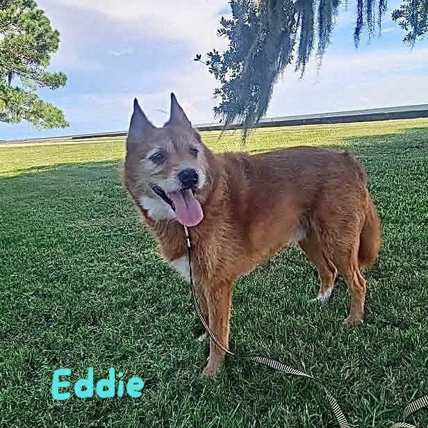 EDDIE, a Adoptable mixed breed in Madisonville, LA image 5/6