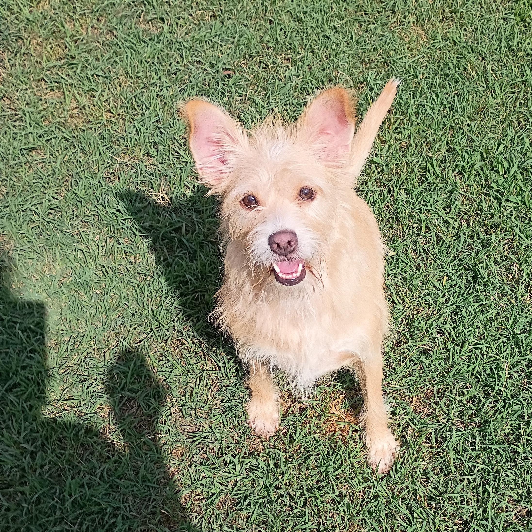 Lila, Adoptable, Adult Female Terrier.