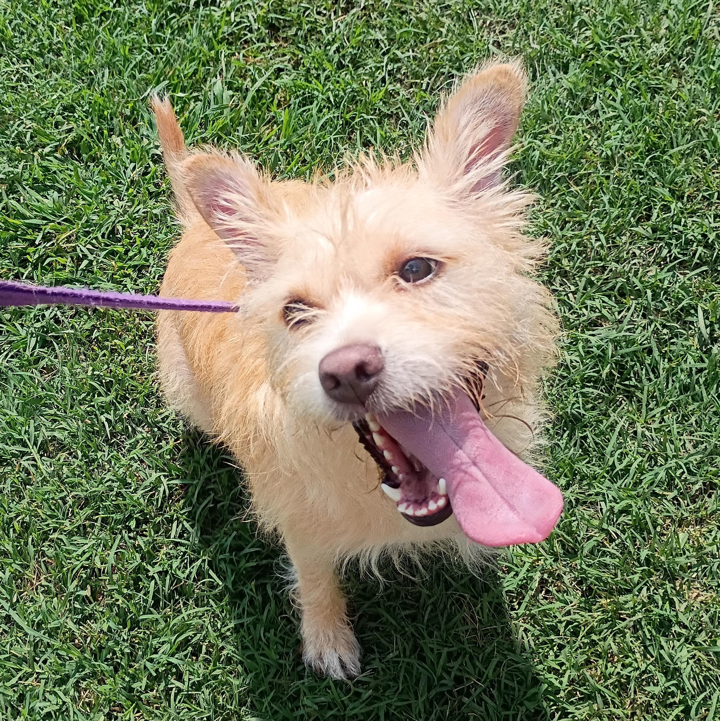 Enlarge Lila, a Adoptable mixed breed in Salisbury, MD image 2/2