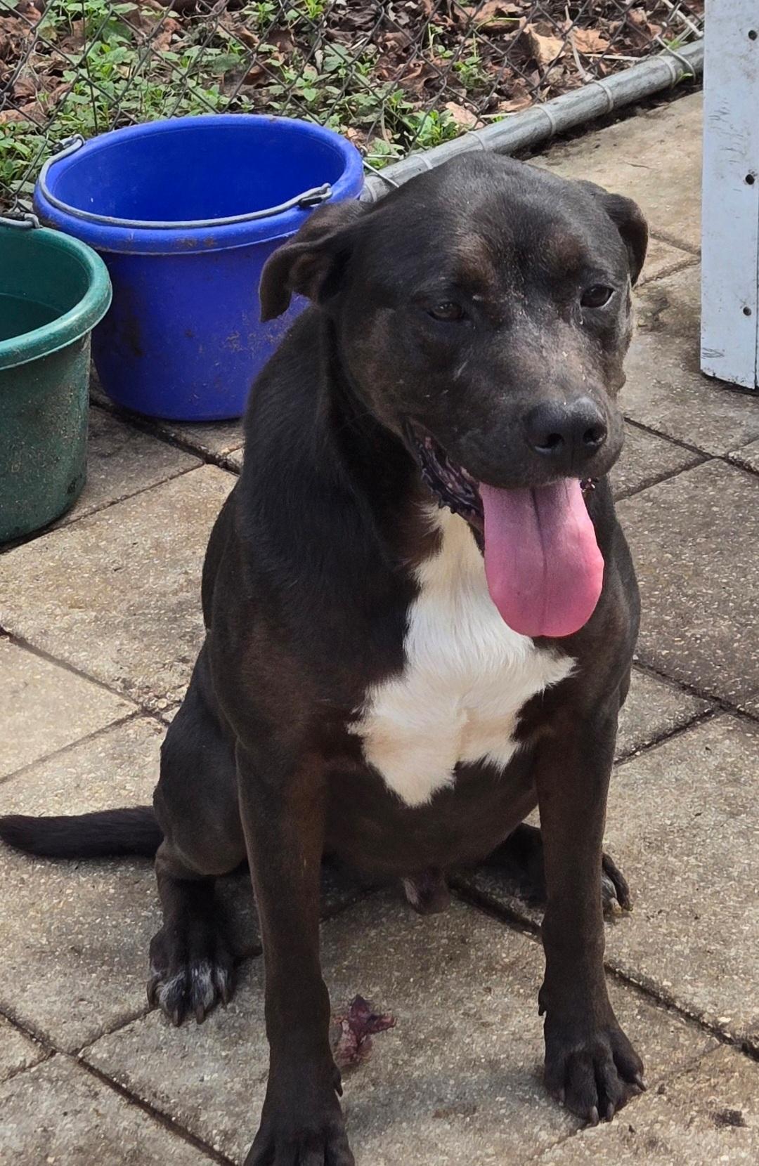 Dean, Adoptable, Adult Male Labrador Retriever.