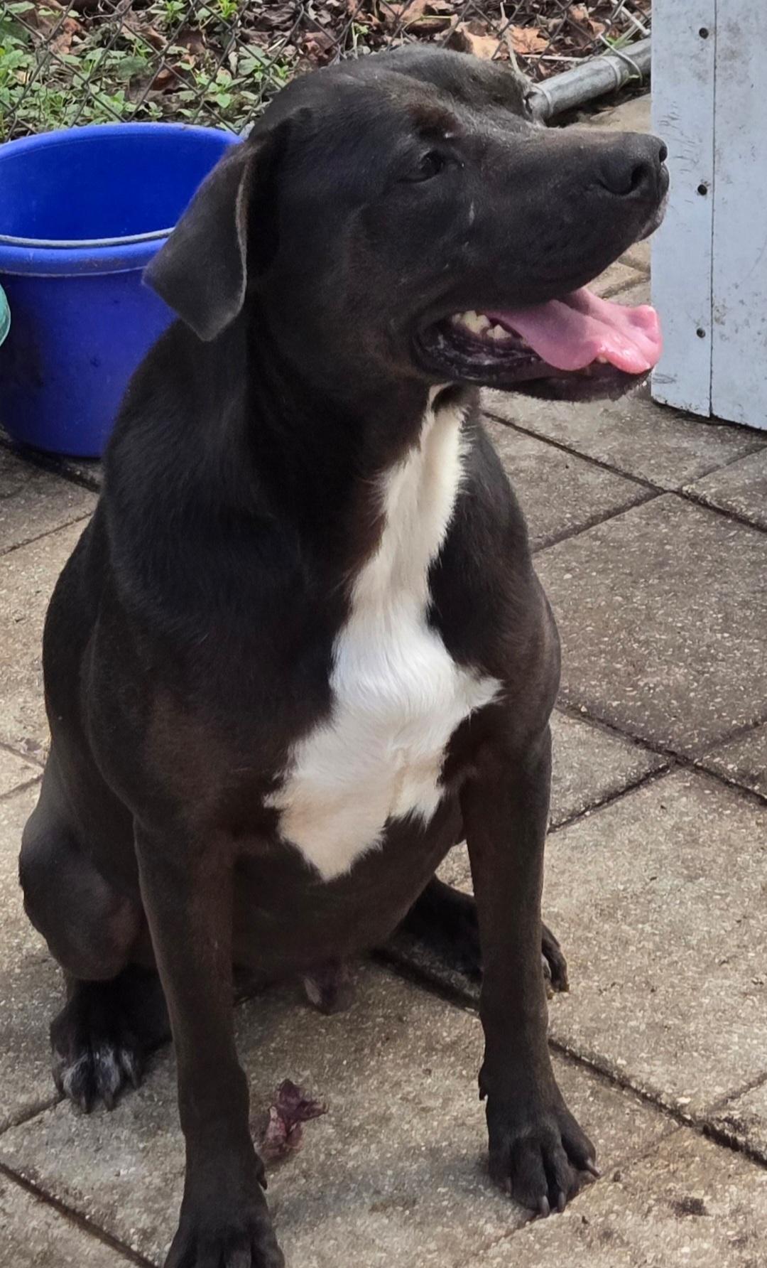 Enlarge Dean, a Adoptable Labrador Retriever in St. Augustine, FL image 2/2