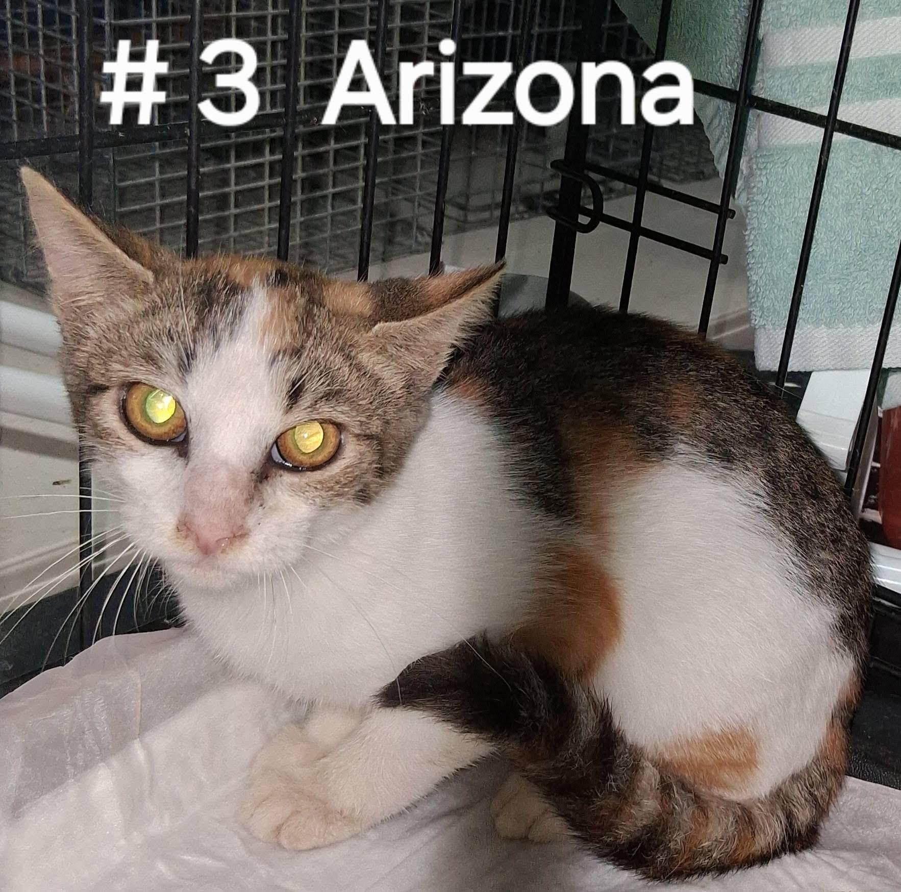 Arizona, adoptable, Kitten Female Calico.