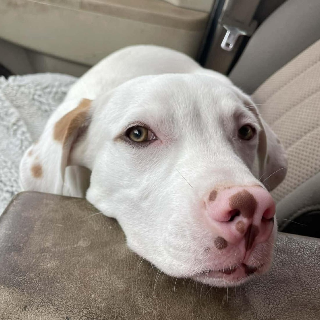 Enlarge Tucker , a ADOPTABLE mixed breed in Pelham, NH image 4/5